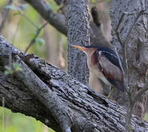 Canvas Print Least Bittern resting in a woodland at Pelee National park after a long migratio