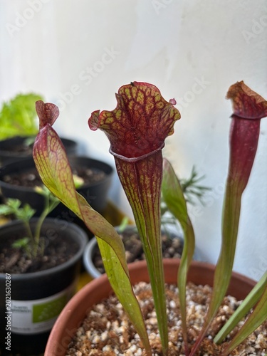Foto Sarracenia Martinique