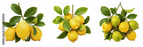 Panel kuchenny z motywem Fresh yellow lemons branch with leaves premium PNG stock photo, realistic citrus organic fruit bundle culinary seasoning isolated on white background