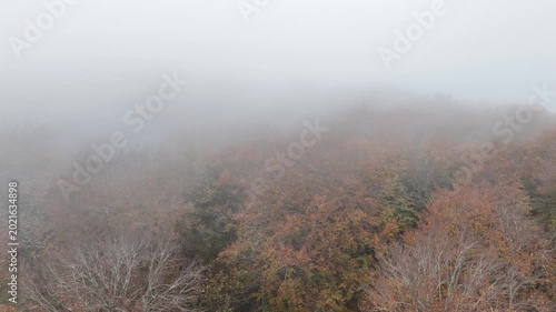 Vibrant autumn hues hidden beneath a mystical fog drape over the tranquil forest in the early morning light
