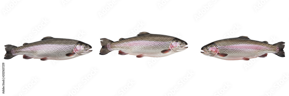 Obraz premium 3D Render of Raw Rainbow Trout Fish Isolated on White Background Premium High Quality PNG Stock Asset Object Graphic Component for Seafood Market Restaurant