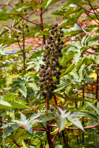 Принти на полотні Castor plant (Ricinus communis) showing its characteristic reddish spiny fruits and palmate leaves against a blurred natural background