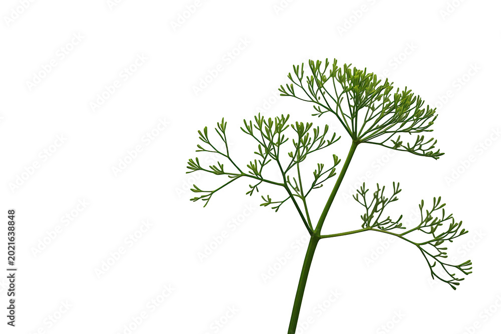 Fototapeta premium Fresh green dill sprig, detailed close-up, healthy herb ingredient for cooking, isolated on transparent background