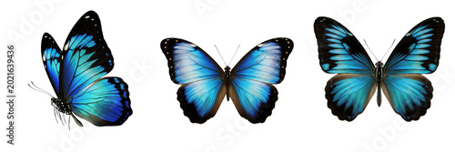 Tableau sur toile Exotic Blue Morpho Butterfly Spread Wings Top View Vibrant Azure Color Pattern I