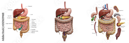 Fotografía Human Digestive System Anatomical Model Internal Organs Stomach Liver Intestines