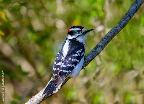 Photos A male downy woodpecker, Picoides pubescens, perched on a branch, showing rear f