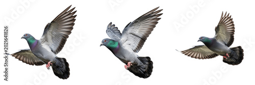 Pigeon Flying in Sky Wild Rock Dove Bird in Motion Spread Wings for Freedom Peace Nature Wildlife Urban Environment Design Element Cutout Stock Photo
