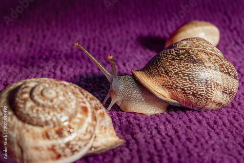 snail on a wooden background