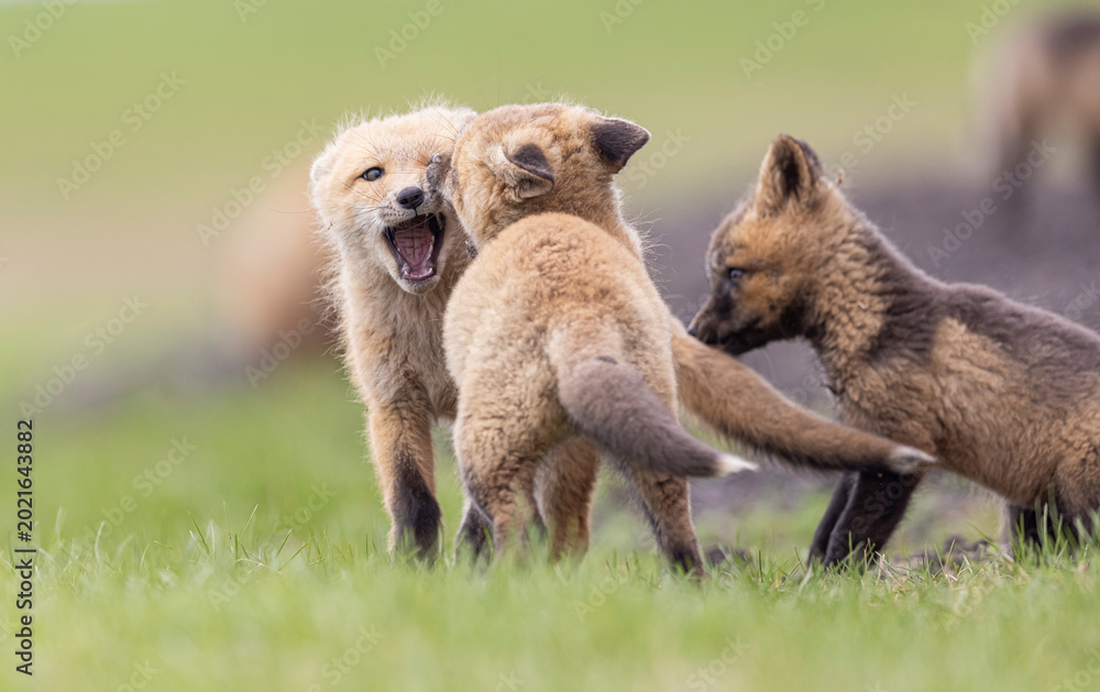 Naklejka premium Red fox kits playing, Canada. 