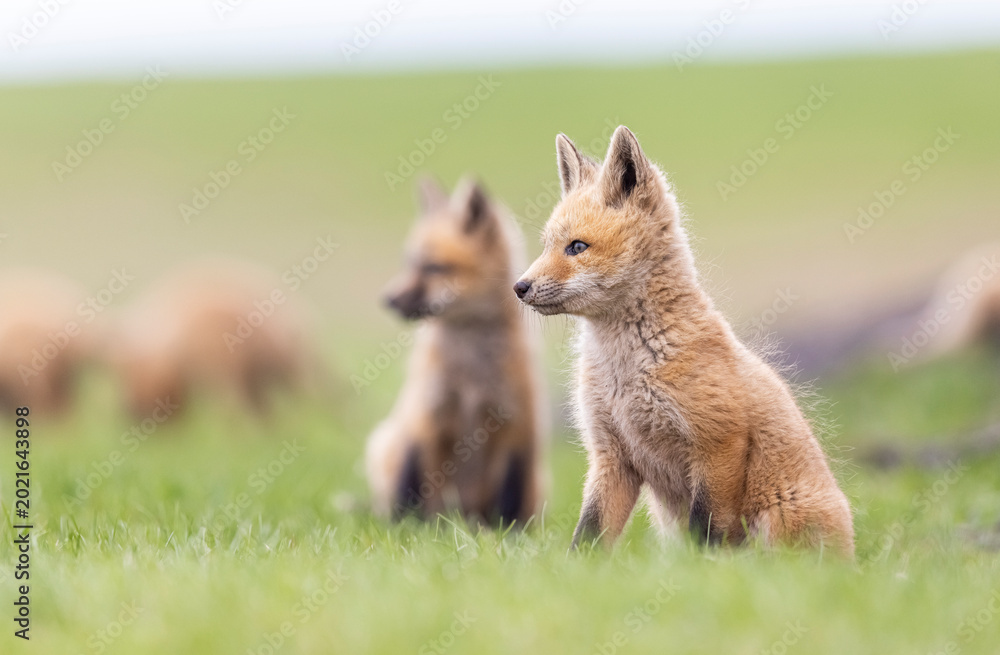 Naklejka premium Red fox kits playing, Canada. 