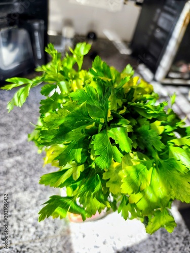 close view of a fresh bunch of flat leaf parsley with natural sunlight in a kitchen