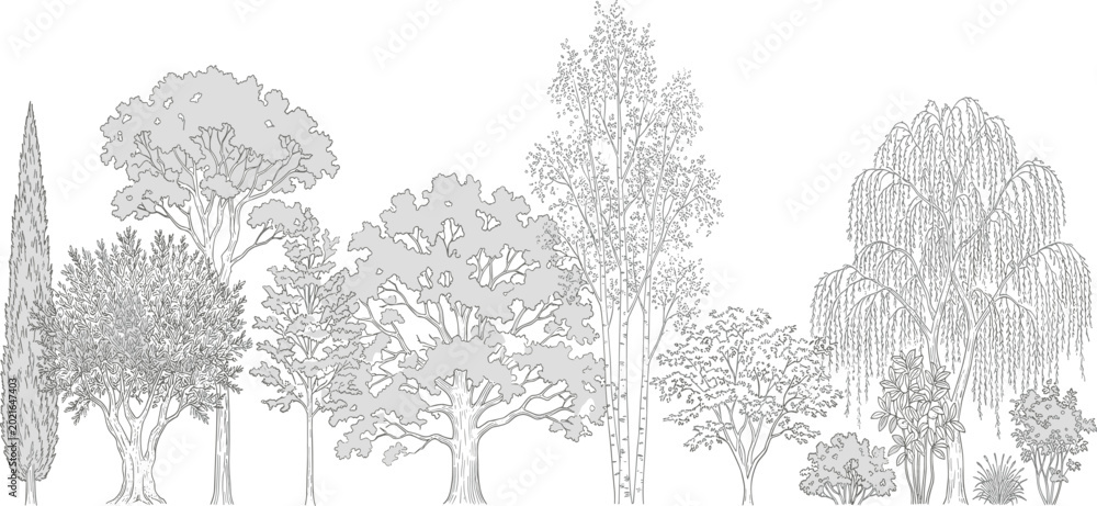 Fototapeta premium A diverse collection of deciduous and evergreen trees rendered in a detailed grayscale illustration