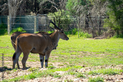 Foto Pair of common eland (taurotragus oryx), standing in shade