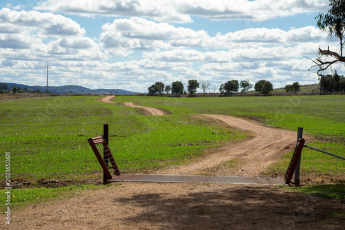 Dirt road with stock grid through paddock with green shoots after rain
