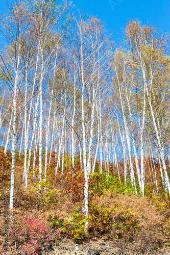Foto Beautiful silver birch forest with white bark and autumn foliage under a clear b