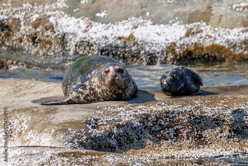 Fotografie sea lions on basking on a rocky island