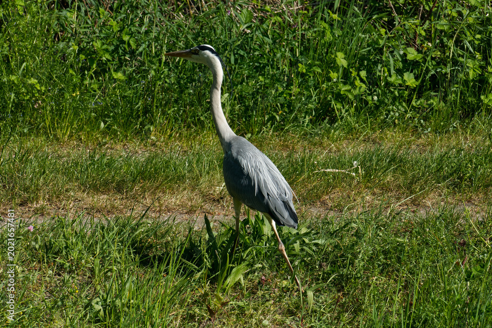 Fototapeta premium Graureiher, Reiher Ardea cinerea schleich sich an eine Eidechse heran