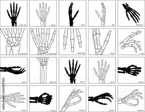 Foto Human hand skeletal anatomy reference chart with bone structure medical vector i
