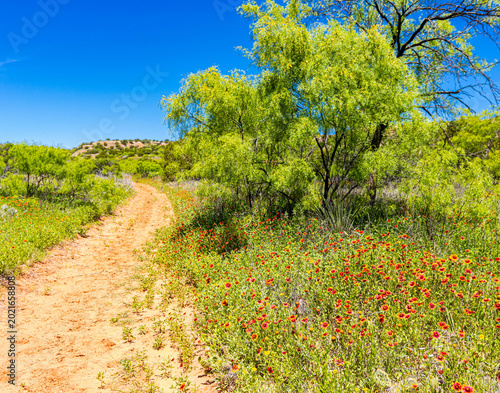 Indian Blanket Flowers Blanket The Fields Along The Lower South Prong Trail, Caprock Canyon State Park, Texas, USA