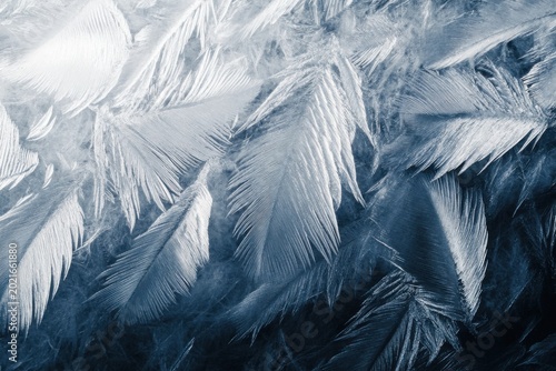 Frost Pattern Resembling Feathers on a Cold Surface