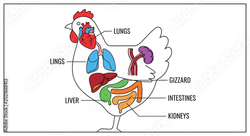 Chicken Anatomy Diagram: Internal Organs Labeled - Lungs, Heart, Liver, Gizzard, Kidneys, Intestines