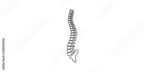Photos Human spine anatomy illustration, medical diagram, skeletal system