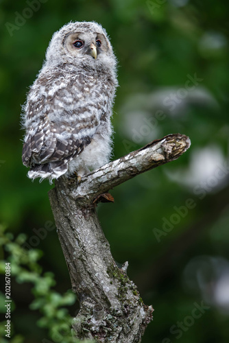 Foto 今日初登場、フクロウの幼鳥