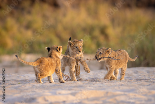 Three playful African lion cubs mock-fighting and playing with a stick on sand in golden light, in Mala Mala, South Africa 