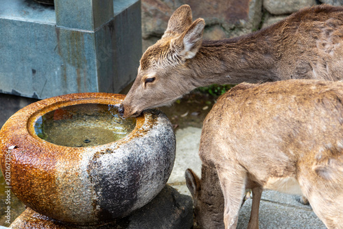 Wild Sika deer drinking from a stone water trough in Nara, Japan. A popular attraction, there are 1,200 to 1,500 deer roaming freely in Nara, considered natural treasures and descendants of sacred mes