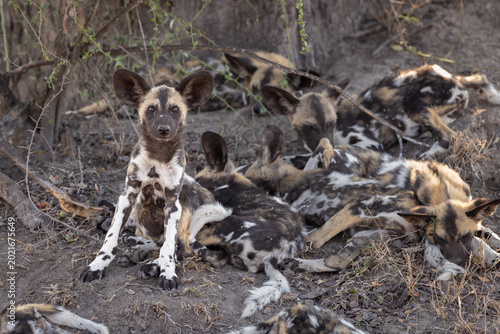 Canvas Print African wild dog pup sitting alert with the rest of the pack in the dry brush, B