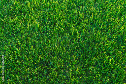 Tokyo, Japan - Oct 1 2024, Close-up view of neatly trimmed green grass of a lawn during the daytime, Tokyo, Japan