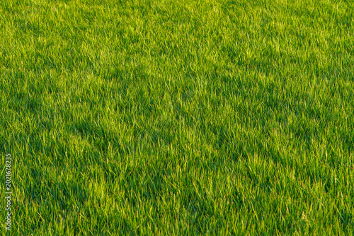 Tokyo, Japan - Oct 1 2024, Close-up view of neatly trimmed green grass of a lawn during the daytime, Tokyo, Japan
