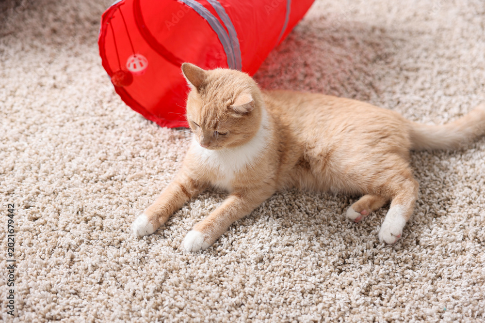 Fototapeta premium Cute cat resting on carpet and toy tunnel at home, above view