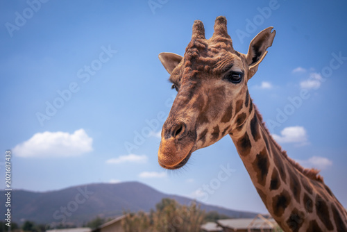 Close up portrait of a giraffe with blue sky and mountain background