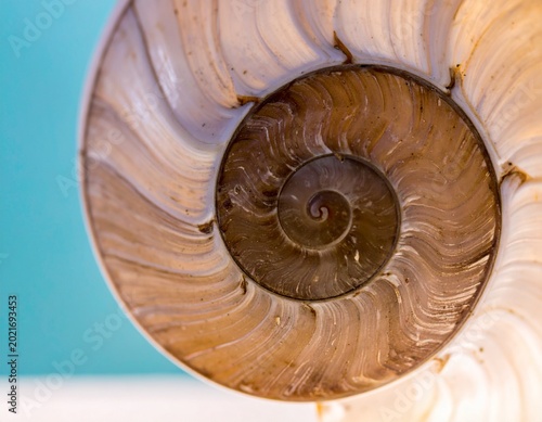 Photos Close-up of a Nautilus Shell Spiral Pattern