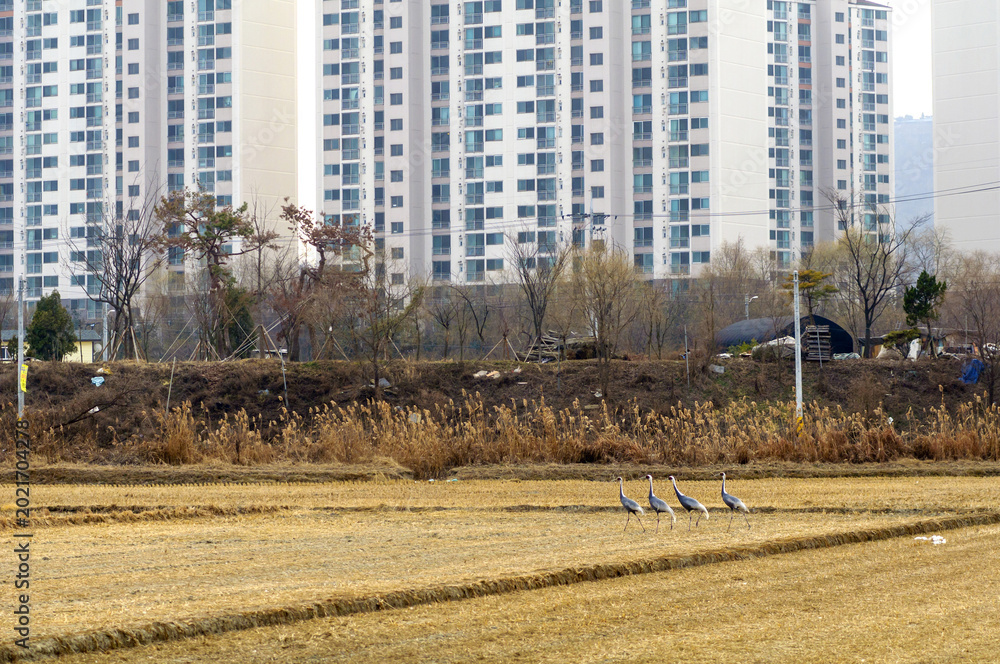 Naklejka premium 재두루미,천연기념물203호,한국
