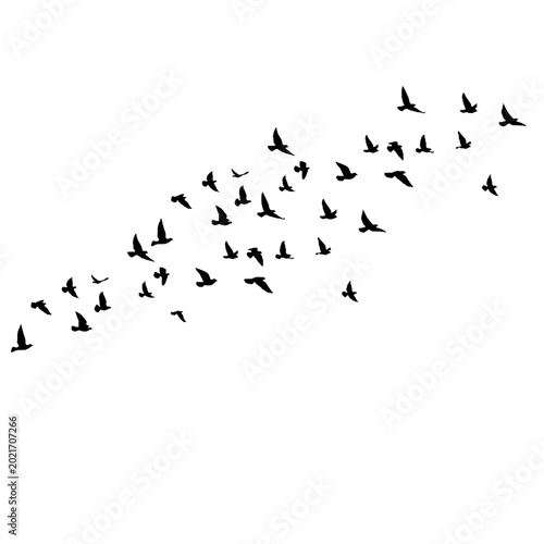 Billede på lærred flock of birds migration