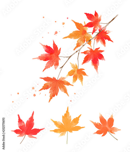 Watercolor Japanese Maple Branch and Leaf Illustration Set