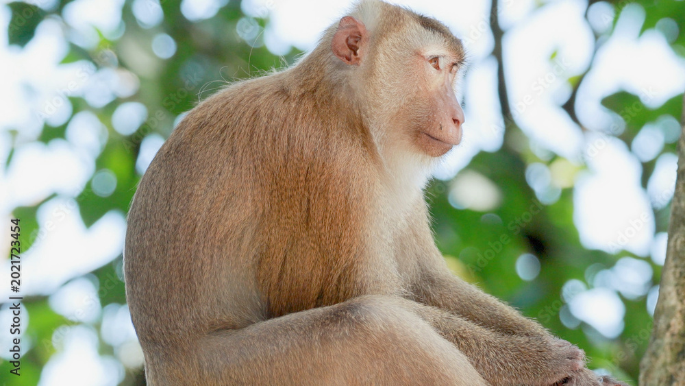 Fototapeta premium Southern Pig-Tailed Macaque Resting on a Tree Branch in Phuket Forest