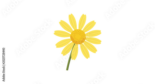 Yellow daisy flower blossom with green stem isolated on white