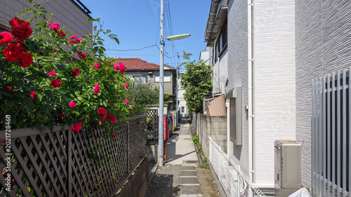 Canvastavla 裏路地と赤いバラ