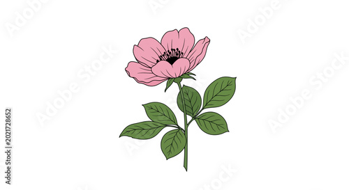 Pink Anemone Flower Blossom with Green Foliage Isolated on White