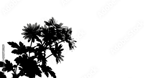 Black chrysanthemum flower silhouette on white background