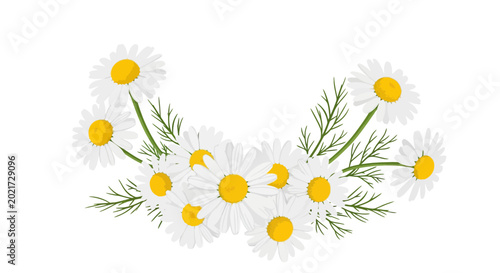 Chamomile flowers bouquet with green leaves and yellow centers