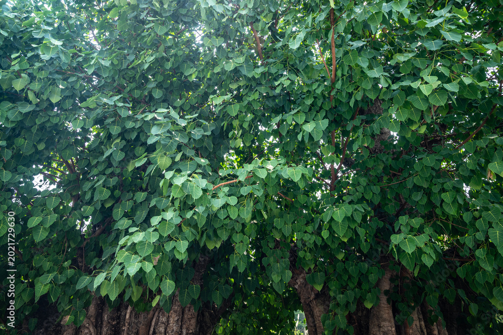 Fototapeta premium Group of Bodhi tree leaf. It is an important pilgrimage site for Buddhists and they believed Buddha's enlightenment underneath the Bodhi Tree.
