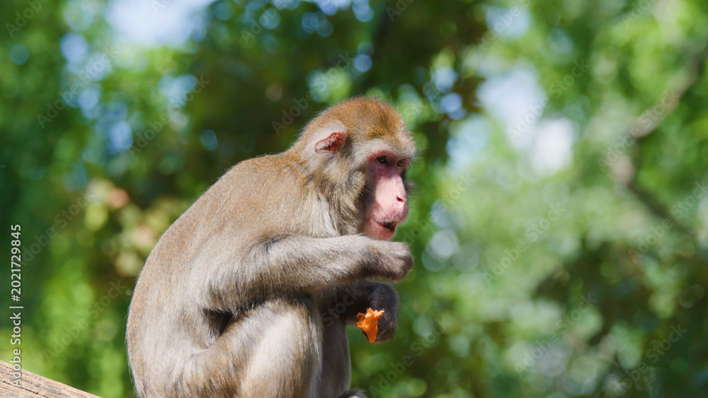 Fototapeta premium Rhesus Macaque Sitting on a Log Eating Fruit in Sunlit Forest