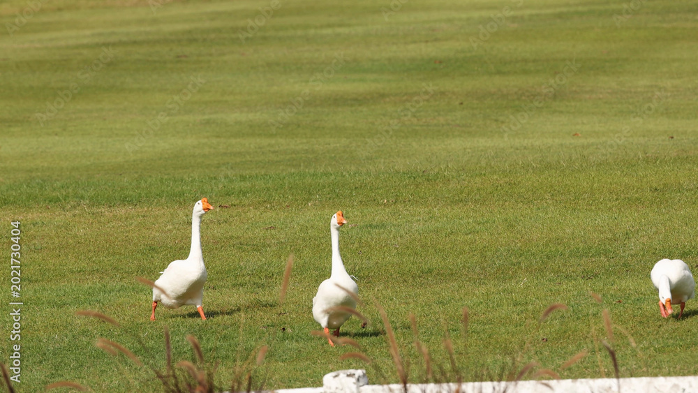 Obraz premium Three White Domestic Geese Walking and Foraging on a Green Grassy Field