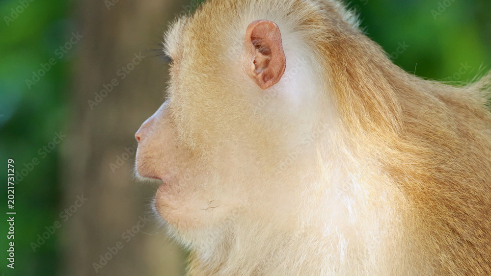 Fototapeta premium Close-up Profile of a Southern Pig-Tailed Macaque in a Phuket Forest