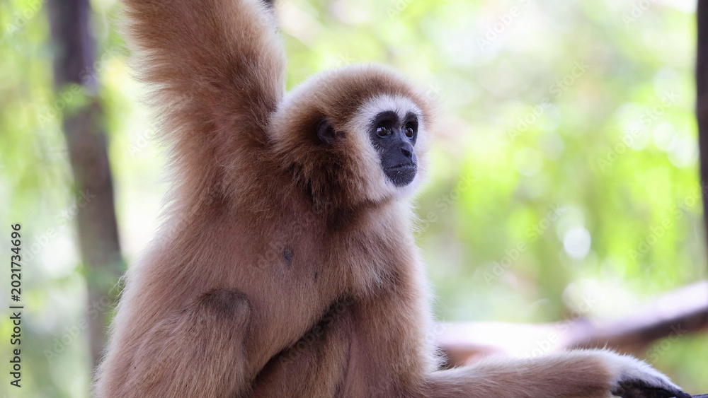 Fototapeta premium White-handed Gibbon Observing Its Surroundings in a Tropical Forest Environment