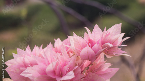 Photography The plant in the image is a Double Bougainvillea, a variety prized for its dense, multi-layered bracts that create a fuller, pom-pom effect compared to standard varieties